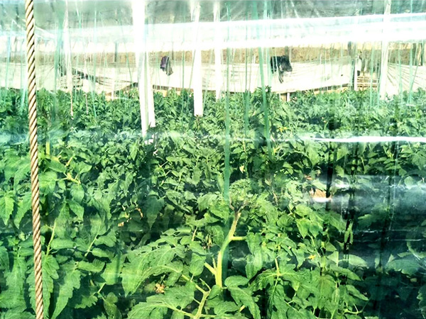 西红柿大棚PO膜